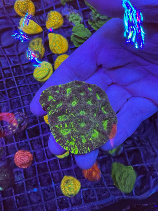 Toxic 🦠 splatter Favia