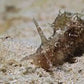 Sea hare ( algea eater)