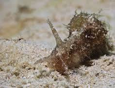 Sea hare ( algea eater)