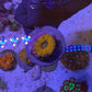 Aussie Scolymia
