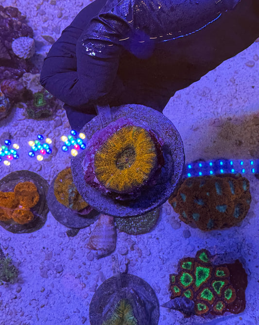 Aussie Scolymia
