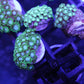 Green alveopora
