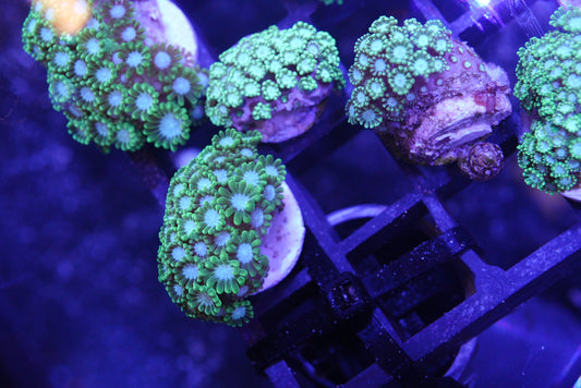 Green alveopora