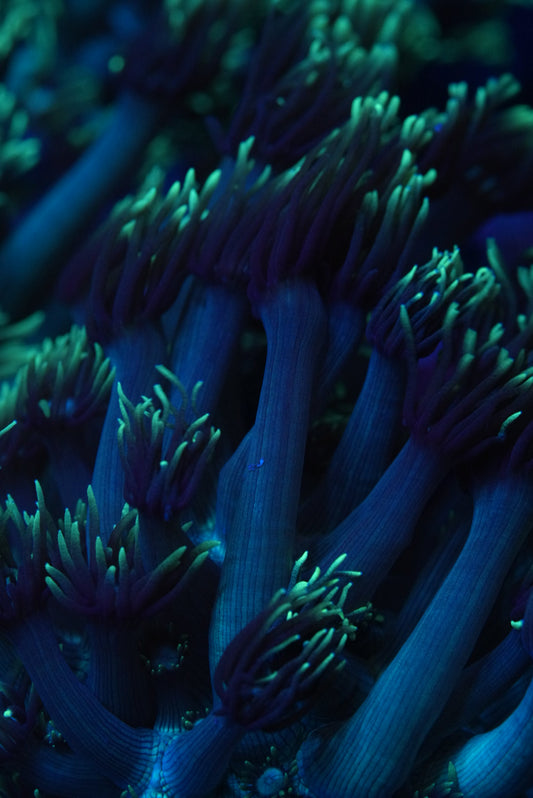 Awesome long stem Goni