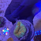 Aussie Scolymia