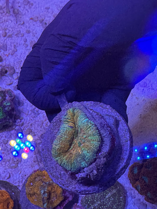 Aussie Scolymia