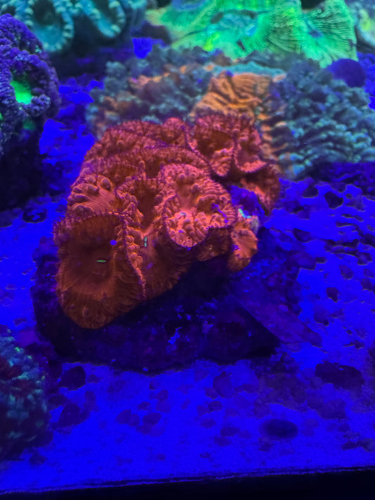 Amazing blasto colonies 😍