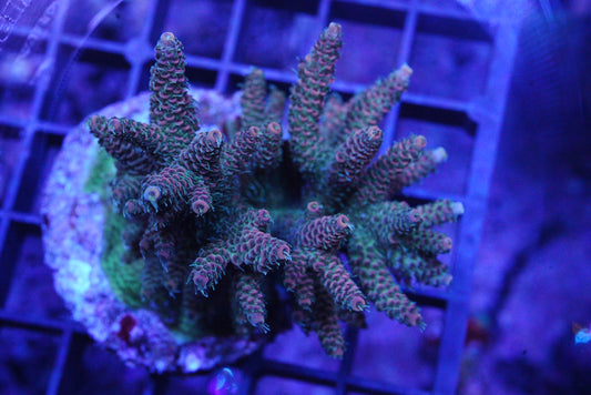 Millepora Colony WYSIWYG