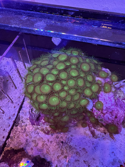 Zoa/paly rock huge
