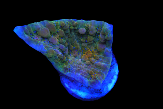 COSMIC CANDY CHALICE