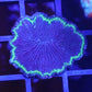 Fungia plate purple base green rim