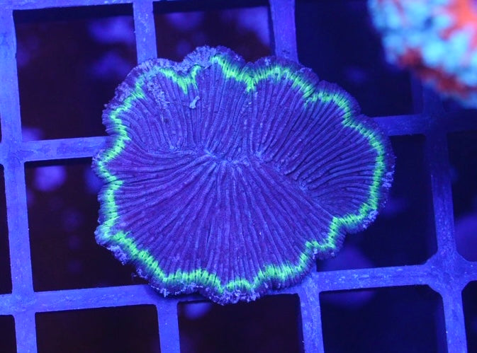 Fungia plate purple base green rim