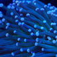 WYSIWYG Torch coral