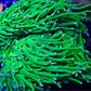 Cotton candy torch coral