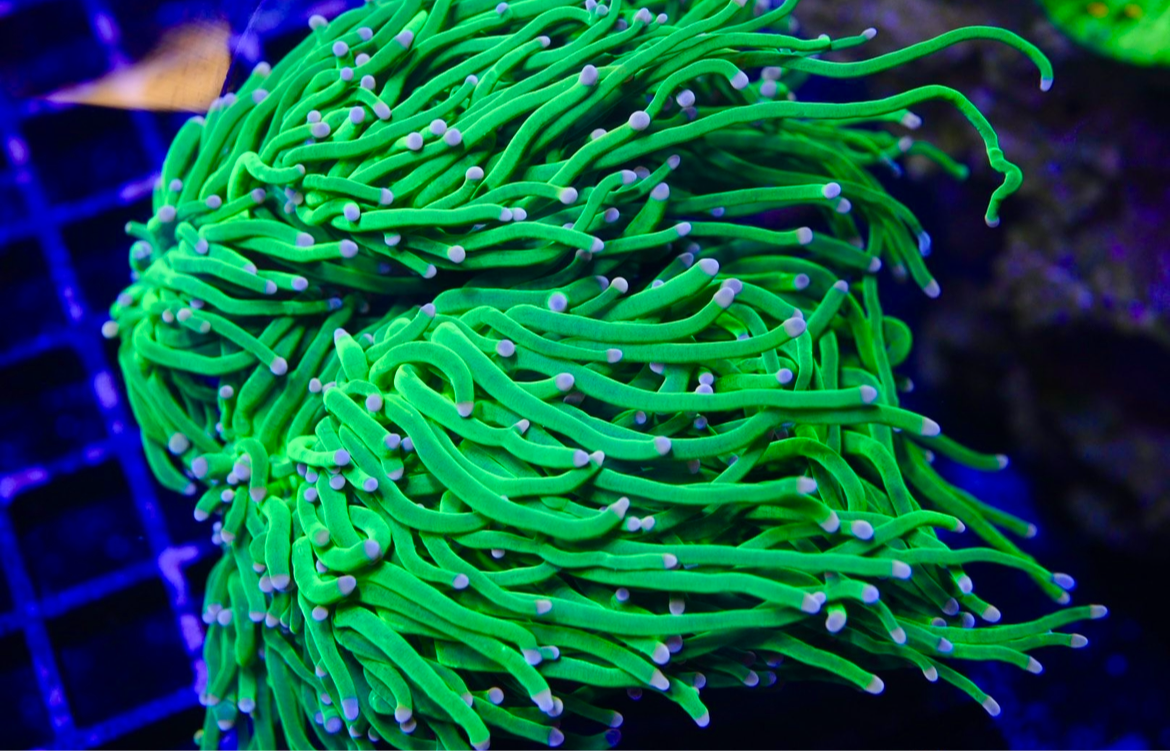 Cotton candy torch coral