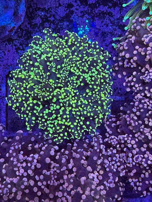 Yellow Frogspawn