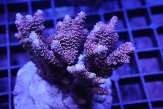 tenuis acropora colony WYSIWYG