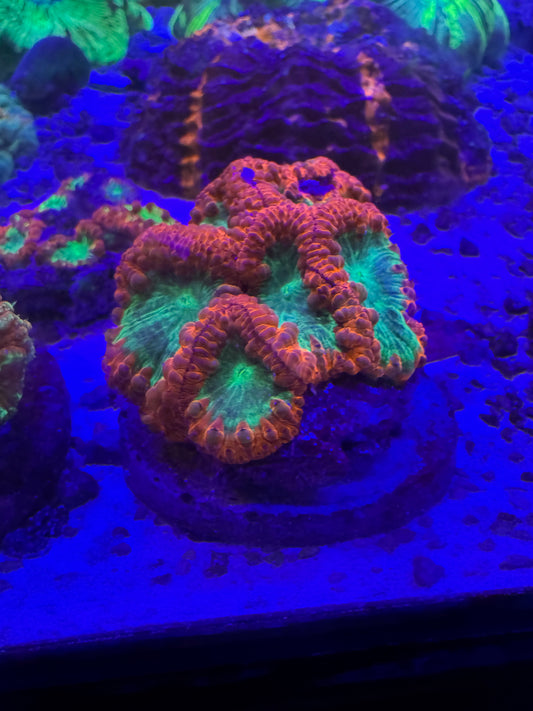Amazing blasto colonies 😍