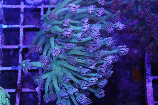 Bi colour goniopora