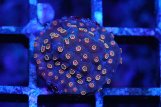 Meteor Shower Cyphastrea