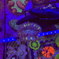 Large Stain glass cynarina