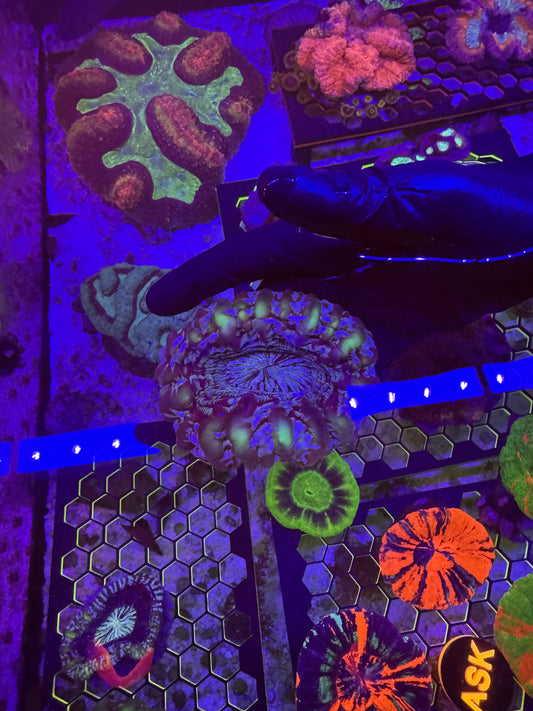 Large Stain glass cynarina