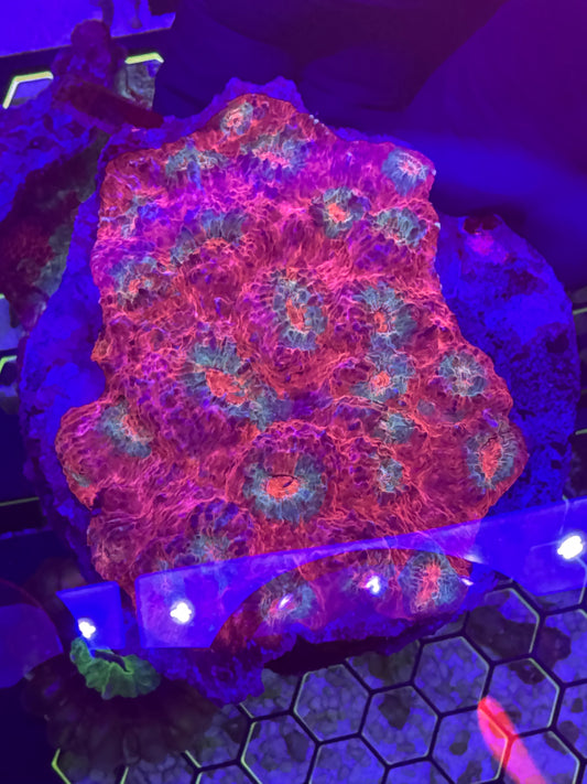 chalice XL stunning colours