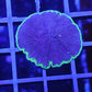Fungia plate purple base green rim