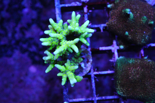 Anacropora