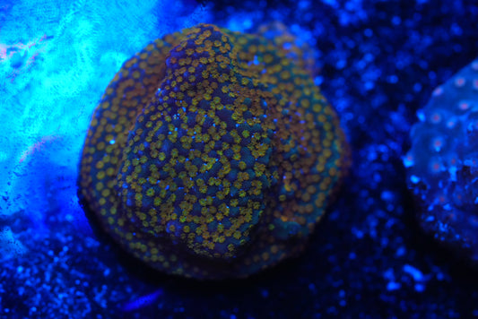 Rainbow 🌈 monti