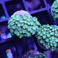 Green alveopora