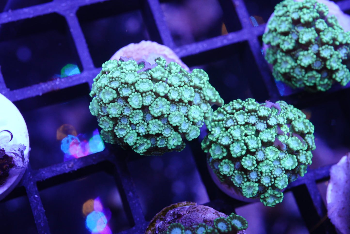 Green alveopora