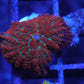 Forest  Fire Mushroom