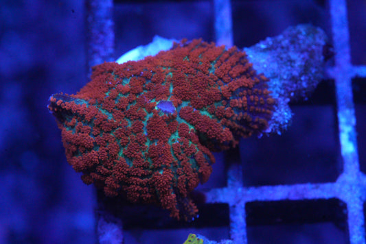 Forest  Fire Mushroom