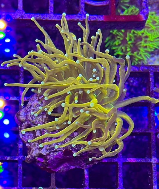 WYSIWYG Torch coral