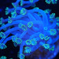 Ultra blue Alveopora