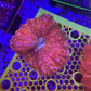 Rare Red cynarina