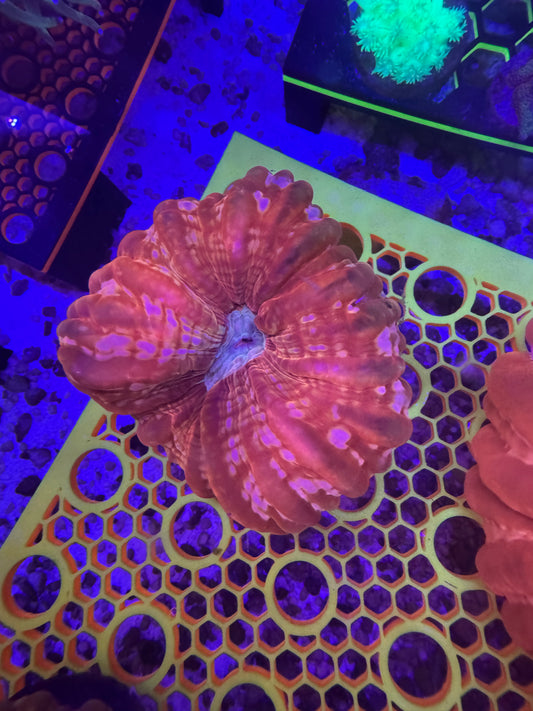 Rare Red cynarina