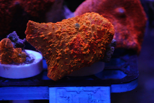 OG jawbreaker mushroom