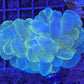 Marble bubble coral