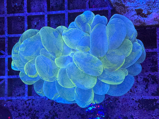 Marble bubble coral