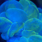 Marble bubble coral