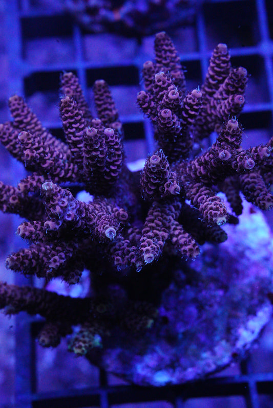Millepora Colony WYSIWYG