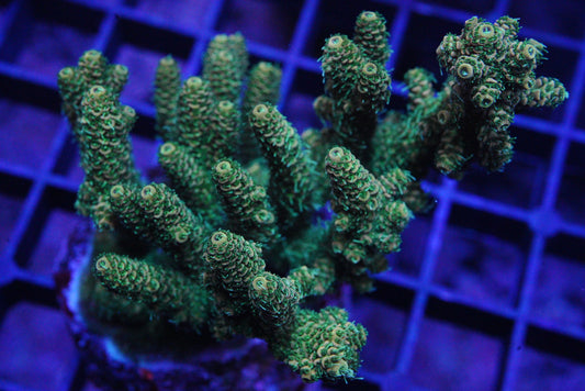 Millepora Colony WYSIWYG