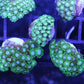 Green alveopora