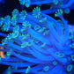 Ultra blue Alveopora