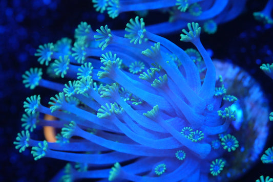 Ultra blue Alveopora