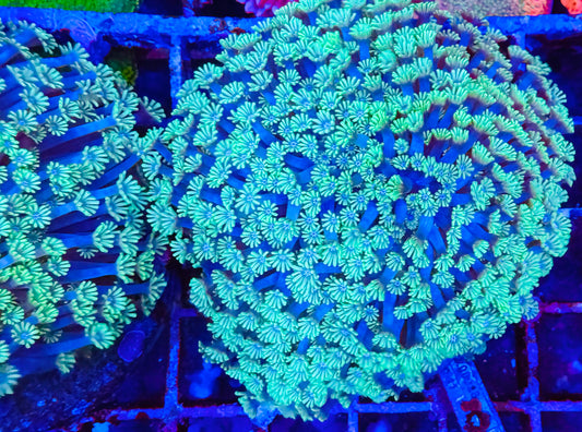 Large Ultra Alveopora