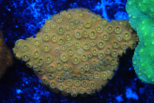 24k cyphastrea