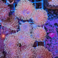 Toadstool coral
